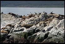 Digital photo titled sea-lions-2