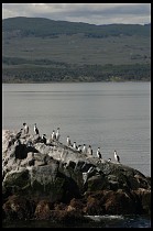 Digital photo titled sea-lions-3