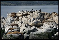 Digital photo titled sea-lions-5