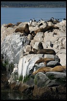 Digital photo titled sea-lions-6