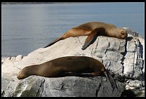 Digital photo titled sea-lions-7
