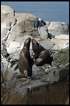 Digital photo titled sea-lions-8