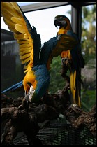 Digital photo titled brea-parrot-rescue-01