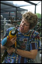 Digital photo titled brea-parrot-rescue-14