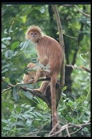 Monkey.  Singapore Zoo