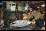 Tsukiji Fish Market.  Tokyo