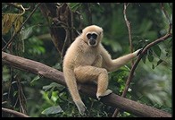 Monkey.  Singapore Zoo
