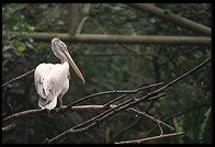 Pelican.  Singapore Zoo