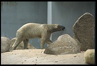 Polar Bear.  Singapore Zoo