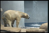 Polar Bear.  Singapore Zoo