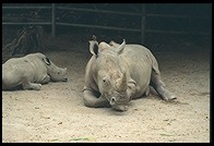 Rhinos.  Singapore Zoo
