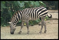 Zebras.  Singapore Zoo
