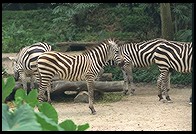 Zebras.  Singapore Zoo