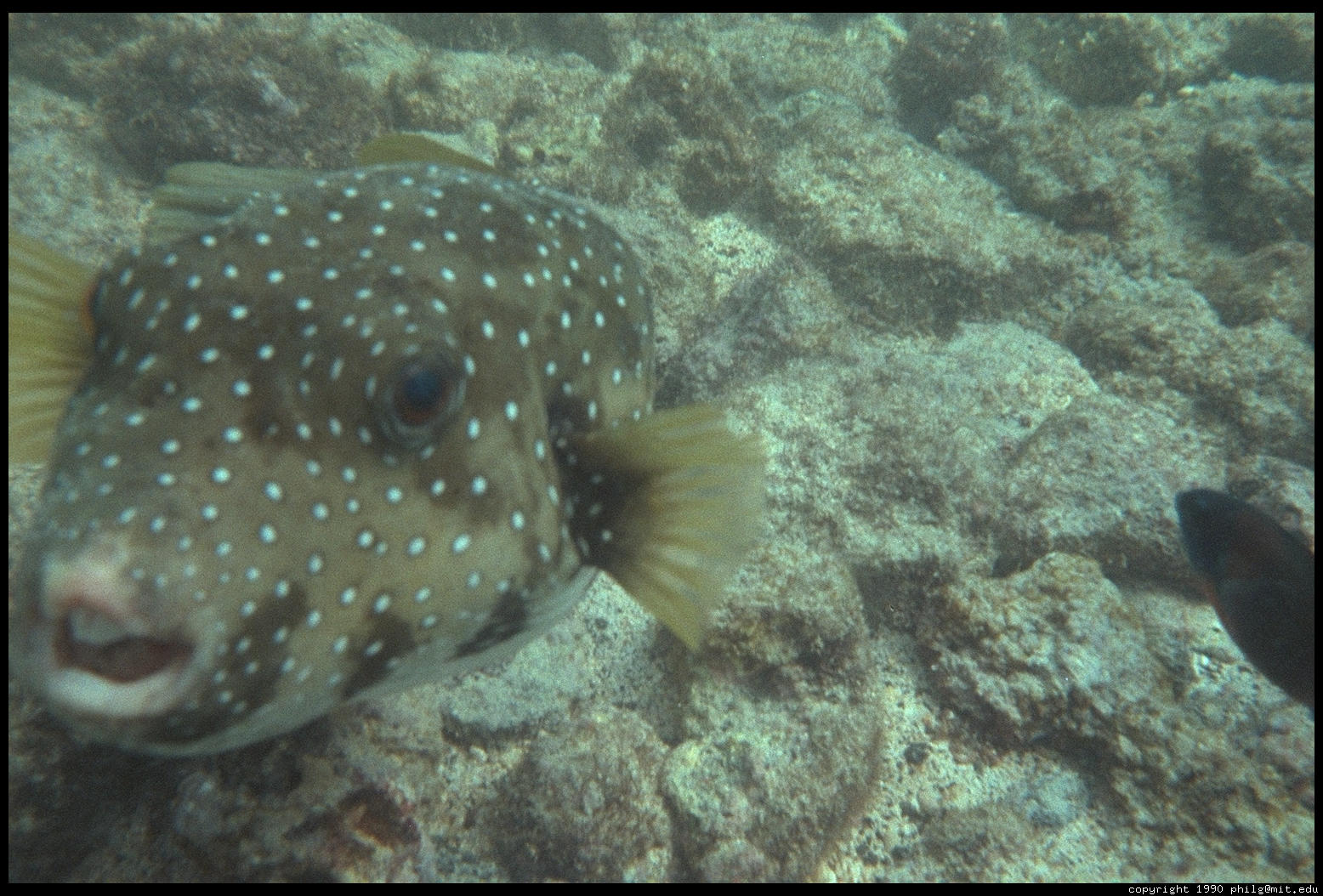 hawaii-underwater-puffer-fish-49