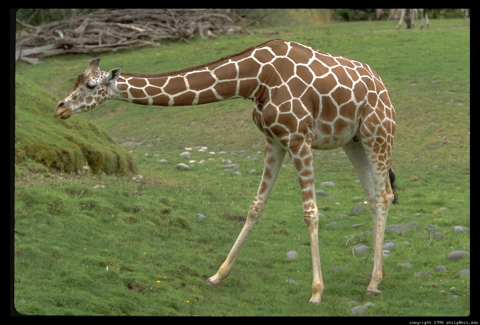 big-giraffe-6