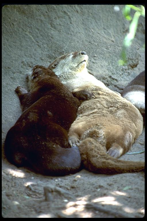 http://philip.greenspun.com/travel/summer94/no-zoo-otters-tight.jpg