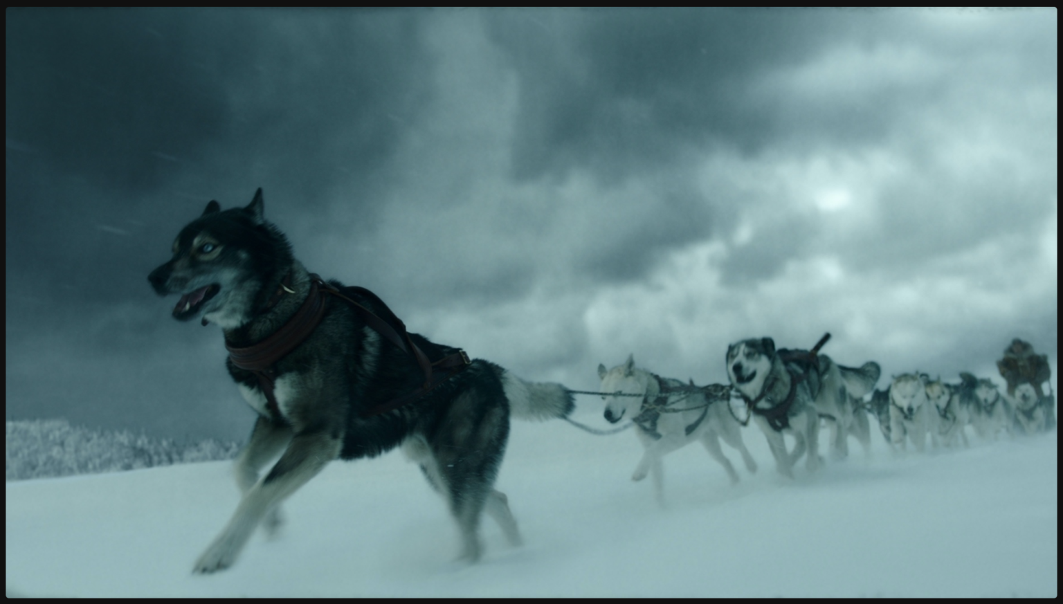 Togo, the Disney sled dog movie – Philip Greenspun’s Weblog