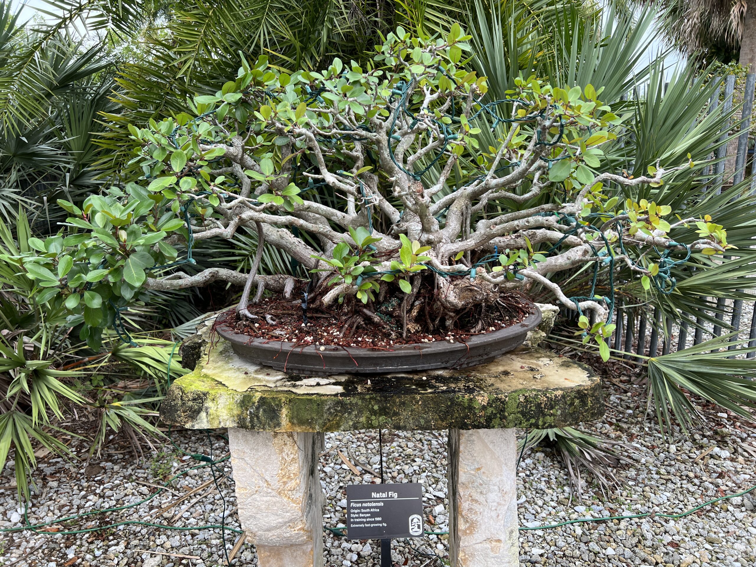 Bonsai apprenticeship in Japan Philip Greenspun’s log
