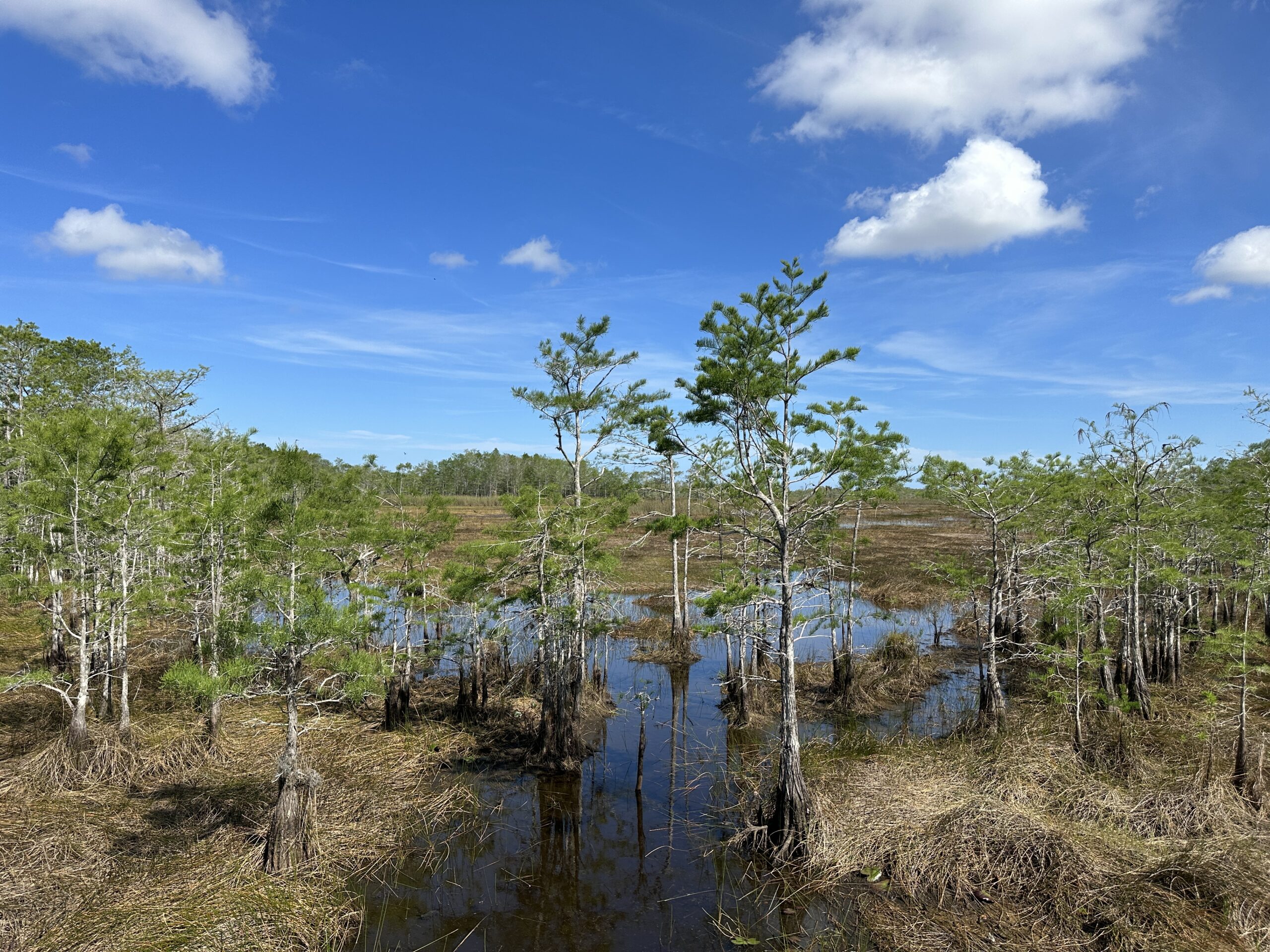 Dream Dust in the Swamp