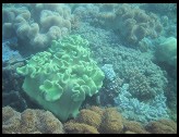 Digital photo titled reef-overview