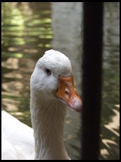 Digital photo titled goose-behind-bars