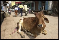 Digital photo titled brindavan-cow-in-street