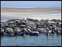 Digital photo titled seals-on-south-beach-chatham