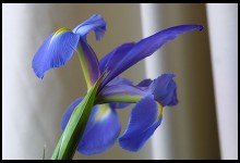 Digital photo titled flowers-30-is