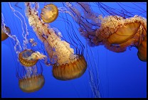 Digital photo titled mb-jellyfish-1