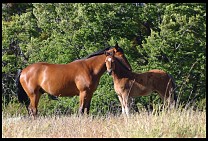 Digital photo titled siete-lagos-horses-1