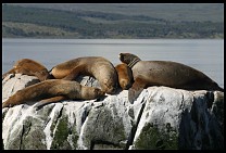 Digital photo titled sea-lions-9