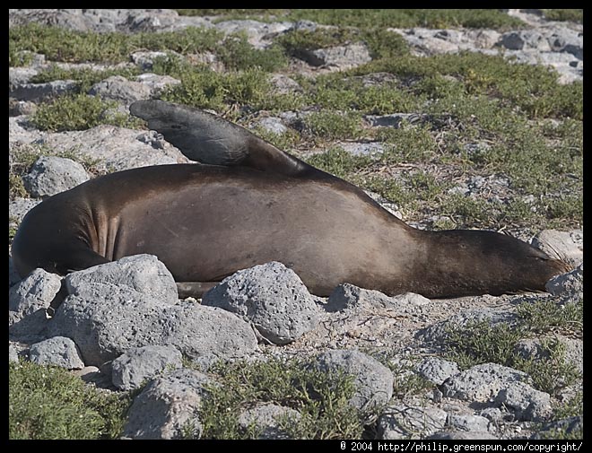 Photograph by Philip Greenspun: sea-lion-flipper-up