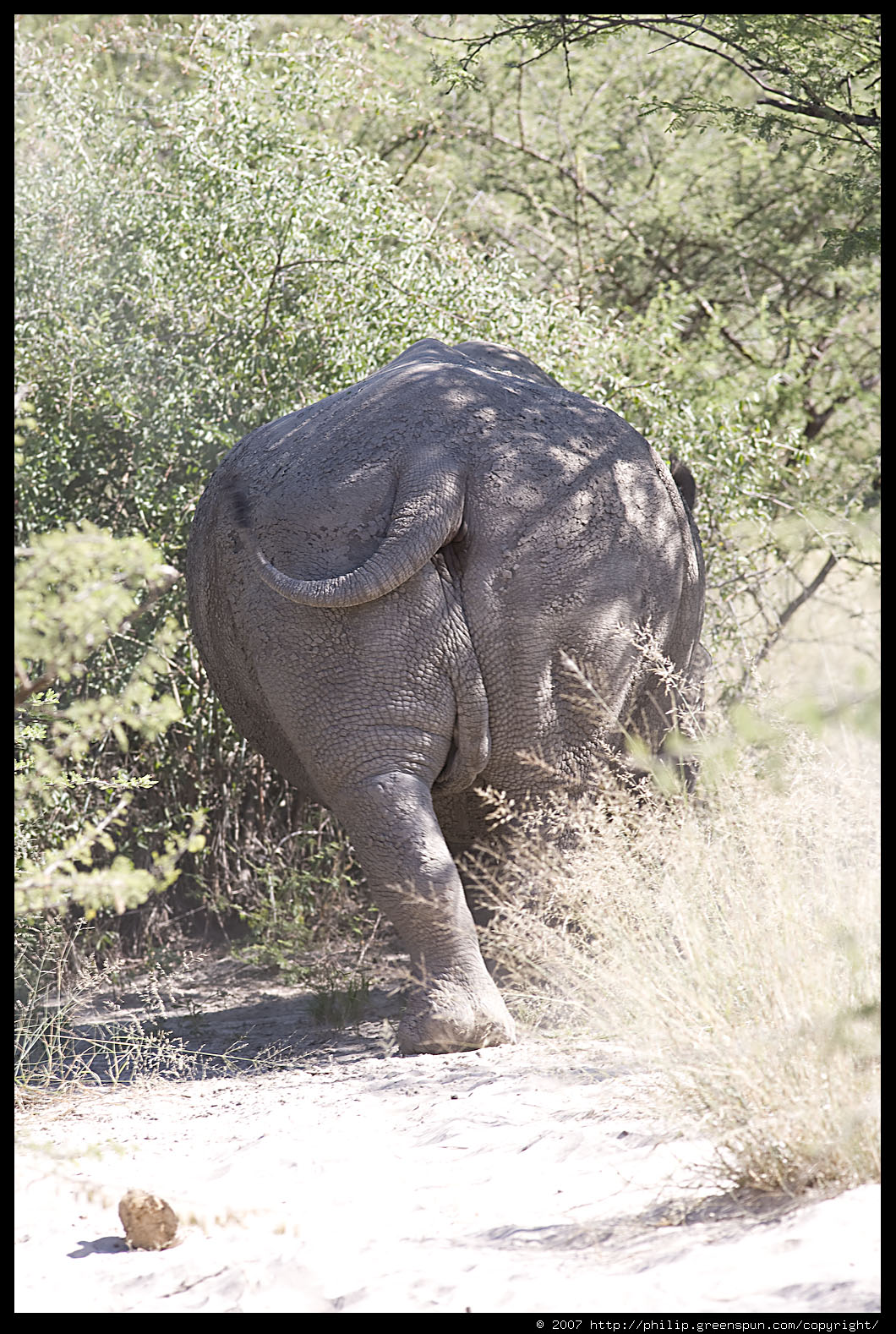 носорогу в жопе голова фото 59