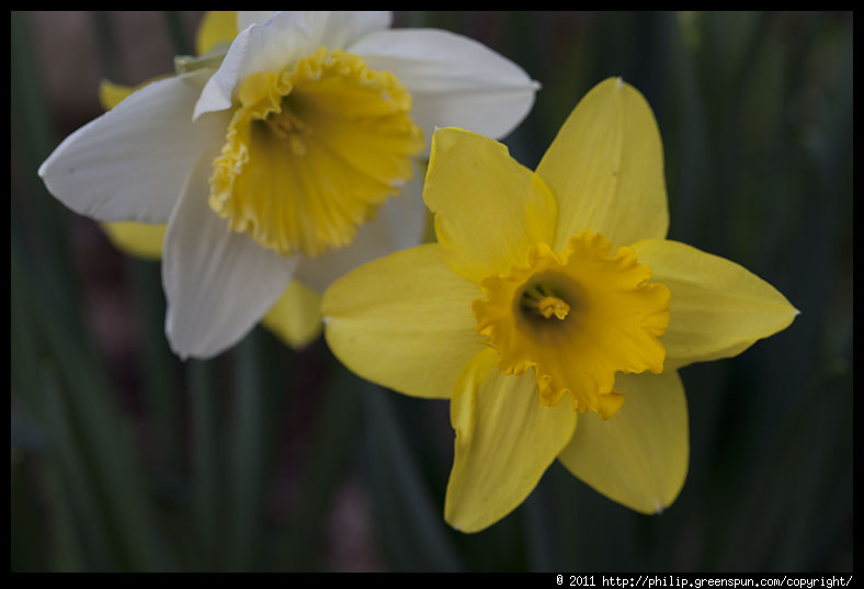 Photograph by Philip Greenspun: daffodils-02