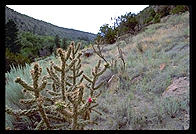 Cactus.  Bandelier National Monument (New Mexico).