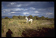 Horse.  Los Alamos, New Mexico.