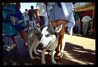 Siberian Husky at Indian Market. Santa Fe, New Mexico.