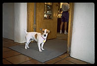 Small Dog. Santa Fe, New Mexico.