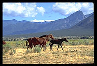 Horses at the Taos Pueblo, New Mexico.