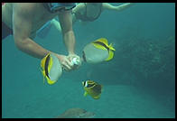 Feeding fish.  Underwater in Hawaii.