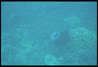 Eagle Ray.  Underwater in Hawaii.