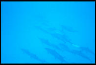 Dolphins in Kealakekua Bay.  Big Island. Hawaii.