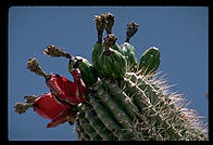 Cactus.  Goodyear, Arizona.