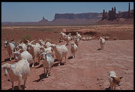 Goats. Monument Valley.  Utah