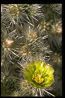 Cactus Flower.  Palm Canyon Drive.  Palm Springs, California.