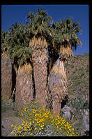Fan Palms. This is California's only native species of palm tree.  Palm Canyon.  Palm Springs, California