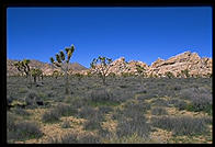 Mojave Desert. Joshua Tree National Park