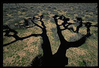 Mojave Desert.  Joshua Tree National Park