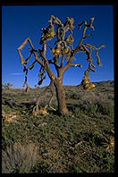 Joshua Tree National Park