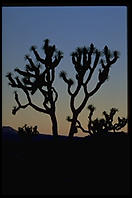 Joshua Tree National Park